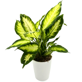 Golden Glow Dieffenbachia