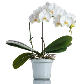 Serene White Orchid