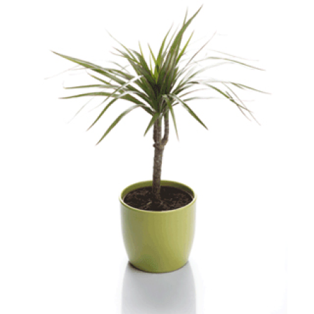 Household Dracaena