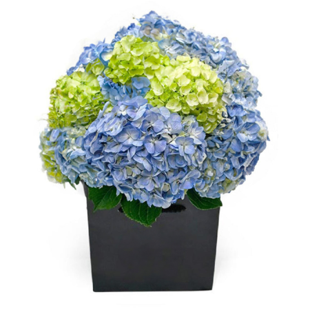 Hydrangea Mixed Bouquet
